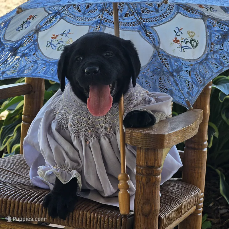 Trixie, a female Labrador Retriever for sale in Centerville, TN – 1 of 6