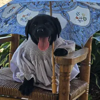 Trixie, a female Labrador Retriever for sale in Centerville, TN – 1 of 6