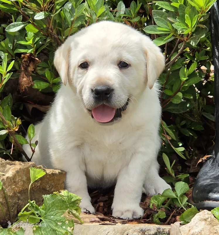 Cosmos – Labrador Retriever puppy for sale in Centerville, TN