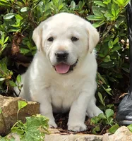 Cosmos, a male Labrador Retriever for sale in Centerville, TN – 1 of 4