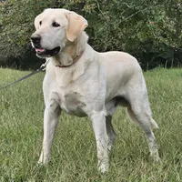 Ceddie, a male Labrador Retriever for sale in Centerville, TN – Photo 3 of 8