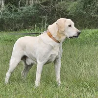 Ceddie, a male Labrador Retriever for sale in Centerville, TN – Photo 4 of 8