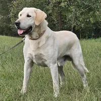 Ceddie, a male Labrador Retriever for sale in Centerville, TN – Photo 8 of 8