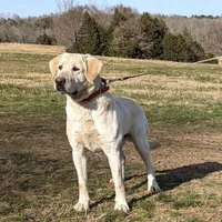 Ceddie, a male Labrador Retriever for sale in Centerville, TN – Photo 2 of 8