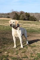 Ceddie, a male Labrador Retriever for sale in Centerville, TN – Photo 2 of 8