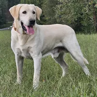 Ceddie, a male Labrador Retriever for sale in Centerville, TN – Photo 7 of 8