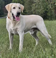 Ceddie, a male Labrador Retriever for sale in Centerville, TN – Photo 7 of 8