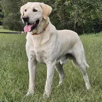 Ceddie, a male Labrador Retriever for sale in Centerville, TN – Photo 5 of 8
