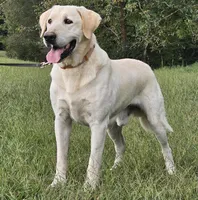Ceddie, a male Labrador Retriever for sale in Centerville, TN – Photo 5 of 8
