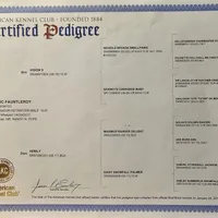 Ceddie, a male Labrador Retriever for sale in Centerville, TN – Photo 6 of 8