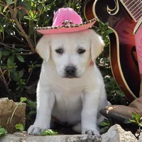 Muriel, a female Labrador Retriever for sale in Centerville, TN – 2 of 6