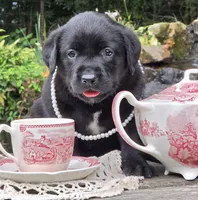 Breezy, a female Labrador Retriever for sale in Centerville, TN – 2 of 4