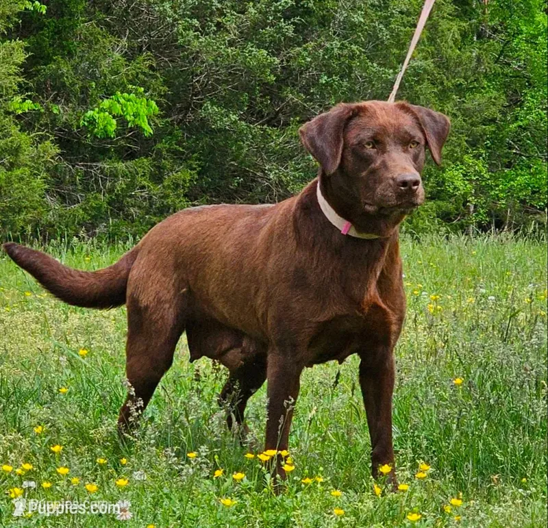 Azure – Labrador Retriever puppy for sale in Centerville, TN