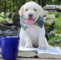 Beryl, a male Labrador Retriever for sale in Centerville, TN – 4 of 6
