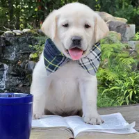 Kai, a male Labrador Retriever for sale in Centerville, TN – 1 of 6