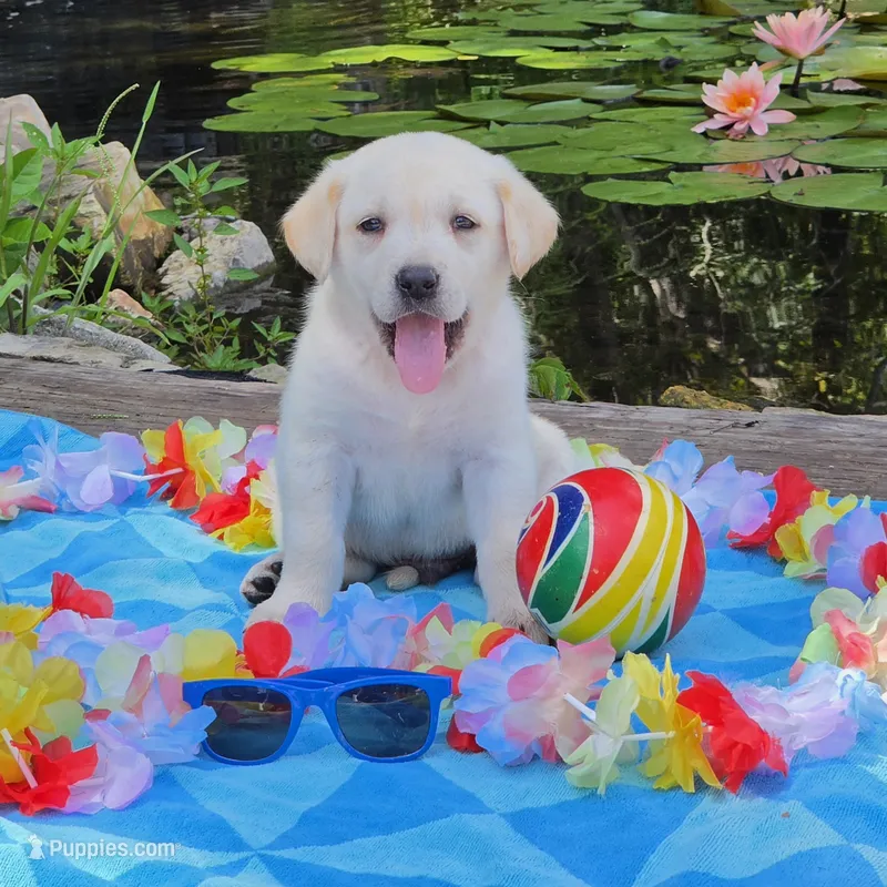 Beryl – Labrador Retriever puppy for sale in Centerville, TN