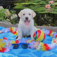 Beryl, a male Labrador Retriever for sale in Centerville, TN – 2 of 6