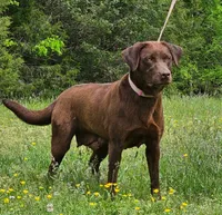 Luna, a female Labrador Retriever for sale in Centerville, TN – 4 of 5