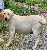 Daisy, a female Labrador Retriever for sale in Centerville, TN – 5 of 6