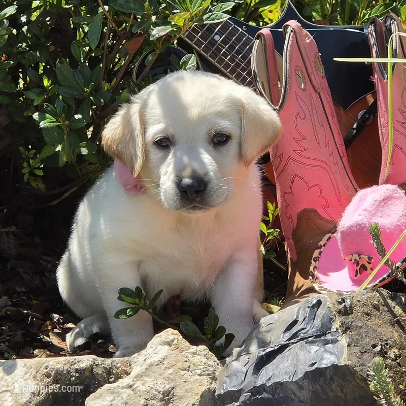 Luna – Labrador Retriever puppy for sale in Centerville, TN