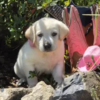 Luna, a female Labrador Retriever for sale in Centerville, TN – 3 of 5