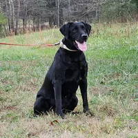 Danica Anne, a female Labrador Retriever for sale in Centerville, TN – Photo 3 of 4