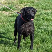 Danica Anne, a female Labrador Retriever for sale in Centerville, TN – Photo 4 of 4