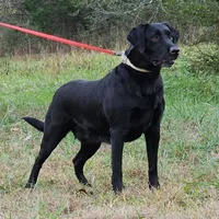 Danica Anne, a female Labrador Retriever for sale in Centerville, TN – Photo 1 of 4
