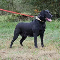 Danica Anne, a female Labrador Retriever for sale in Centerville, TN – Photo 2 of 4