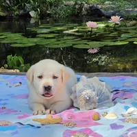Aurelia , a female Labrador Retriever for sale in Centerville, TN – 4 of 6