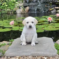 Iris, a female Labrador Retriever for sale in Centerville, TN – 4 of 6