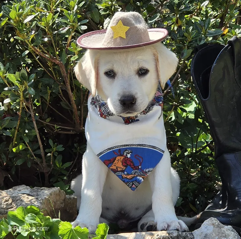 Finn – Labrador Retriever puppy for sale in Centerville, TN