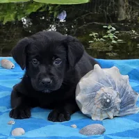 Sam, a male Labrador Retriever for sale in Centerville, TN – 2 of 6