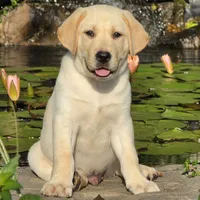 Anatoli, a male Labrador Retriever for sale in Centerville, TN – 4 of 9