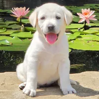 Muriel, a female Labrador Retriever for sale in Centerville, TN – 4 of 6