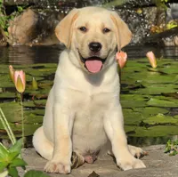 Anatoli, a male Labrador Retriever for sale in Centerville, TN – 3 of 9