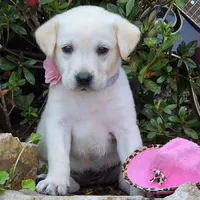 Helena, a female Labrador Retriever for sale in Centerville, TN – 3 of 6