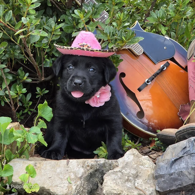 Ivy – Labrador Retriever puppy for sale in Centerville, TN