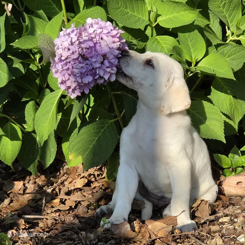 Daisy – Labrador Retriever puppy for sale in Centerville, TN