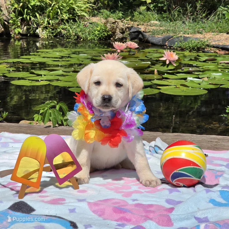 Lilia – Labrador Retriever puppy for sale in Centerville, TN