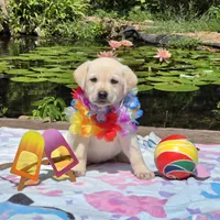 Lilia, a female Labrador Retriever for sale in Centerville, TN – 1 of 6