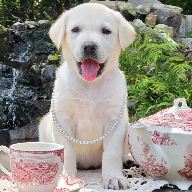 Muriel – Labrador Retriever puppy for sale in Centerville, TN