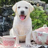 Muriel, a female Labrador Retriever for sale in Centerville, TN – 1 of 6