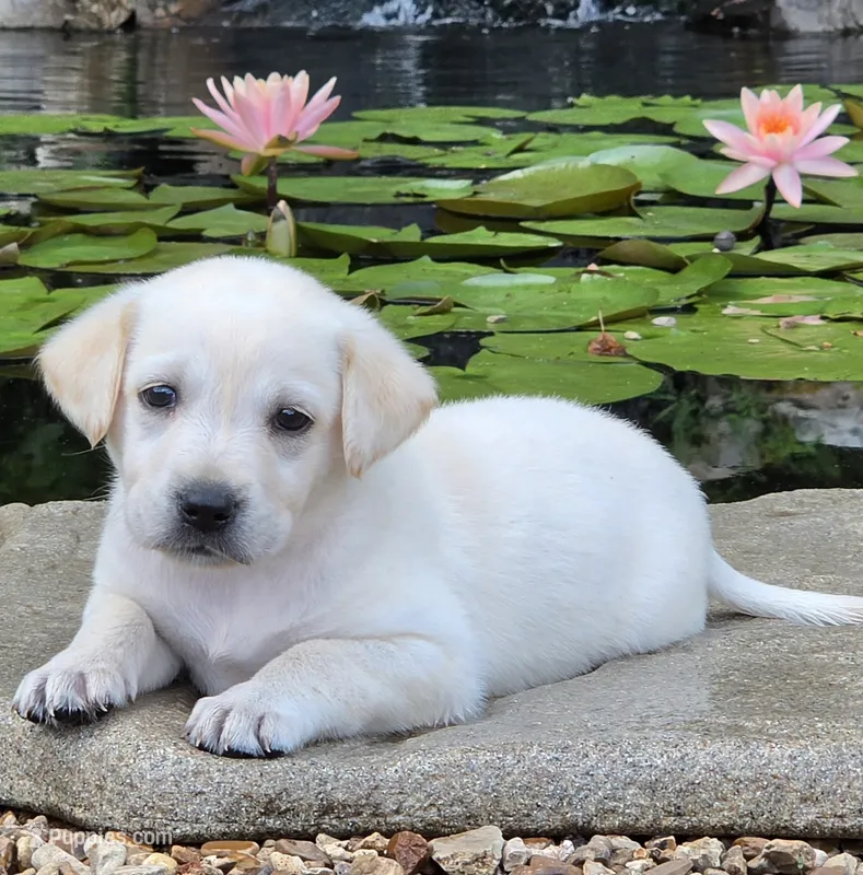 Helena – Labrador Retriever puppy for sale in Centerville, TN