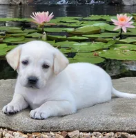 Helena, a female Labrador Retriever for sale in Centerville, TN – 1 of 6