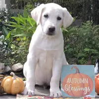 Finn, a male Labrador Retriever for sale in Nunnelly, TN – 4 of 8