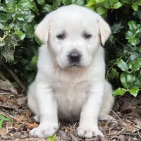 Sandy, a male Labrador Retriever for sale in Centerville, TN – 2 of 4