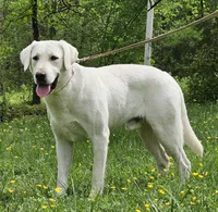 Aurelia , a female Labrador Retriever for sale in Centerville, TN – 6 of 6