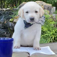Bay, a male Labrador Retriever for sale in Centerville, TN – 2 of 5