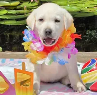 Muriel, a female Labrador Retriever for sale in Centerville, TN – 3 of 6